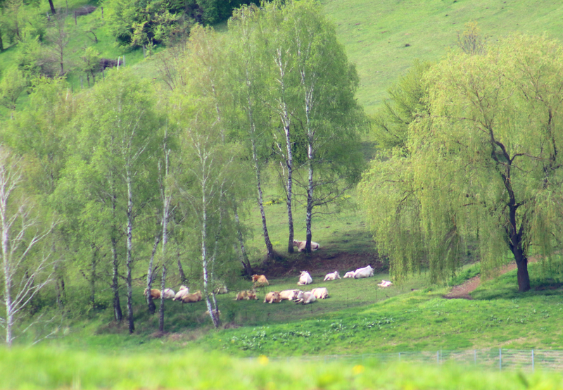 Odpočinek pod břízami
