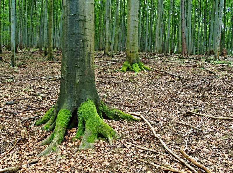 Bukový les, Chřiby
