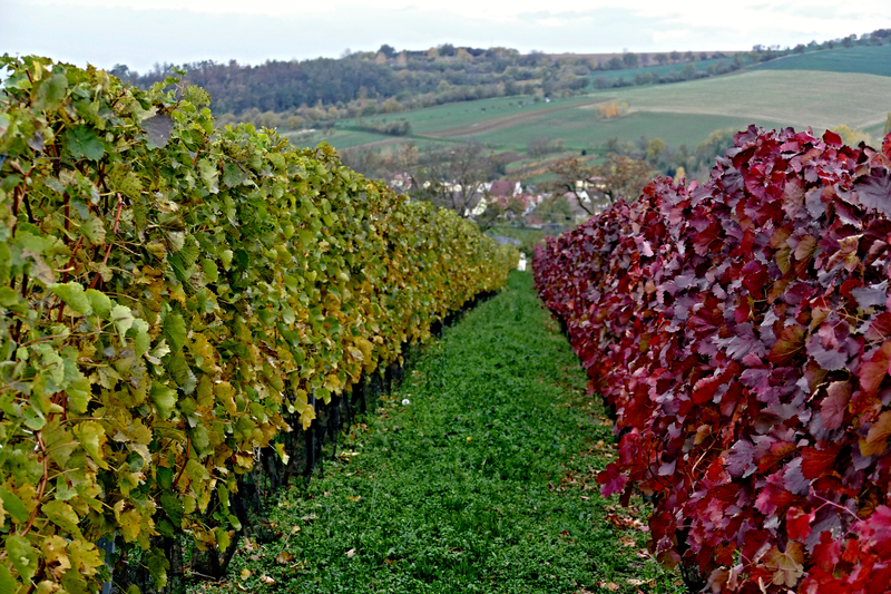 Podzimní vinohrad