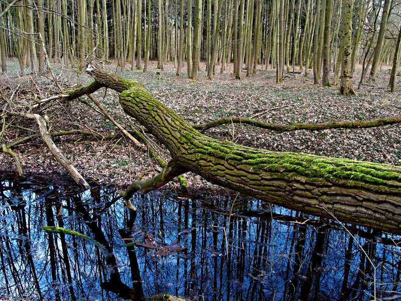 Lužní les,Kunovice