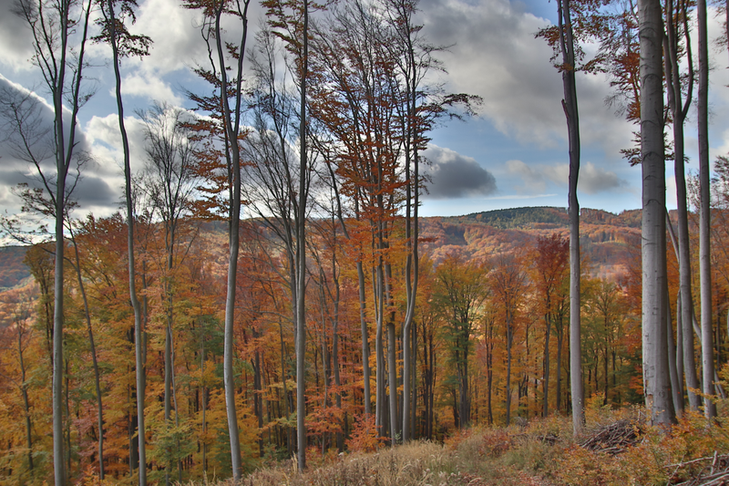 Nad Petrovou dolinou