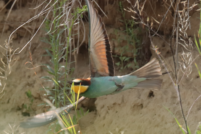 Vlha pestrá Boršice