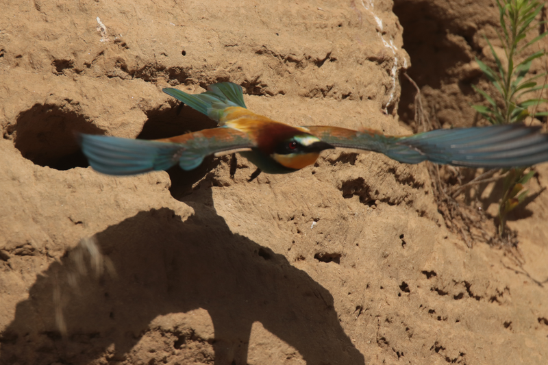 Druhá vlha Boršice