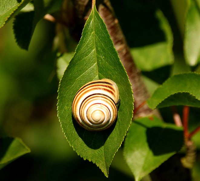 lentilka