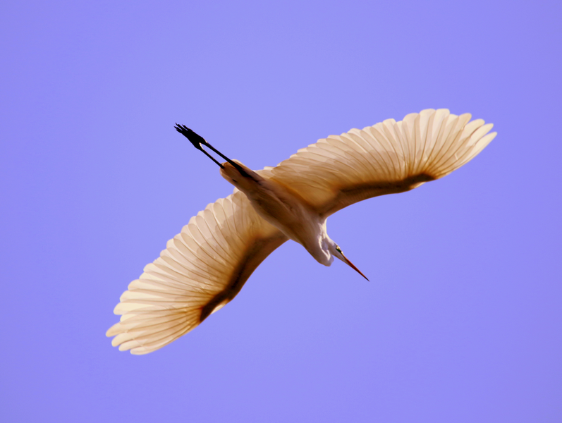 icarus