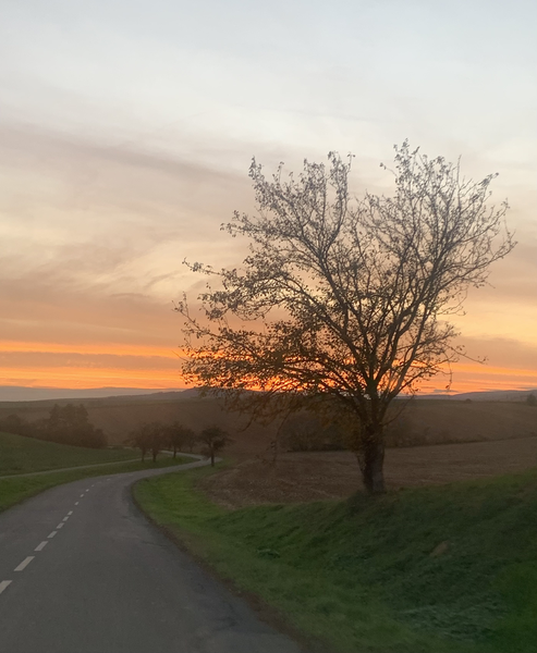 Strom v západu slunce