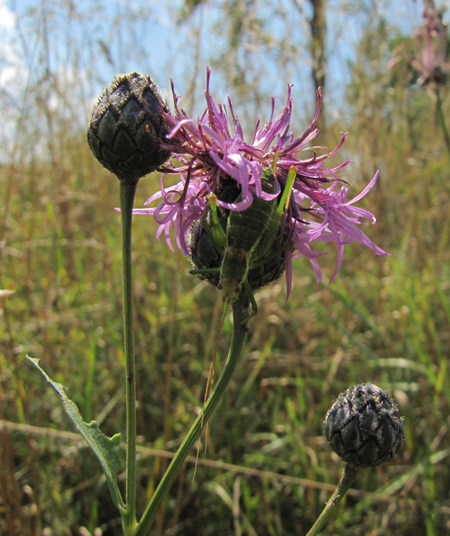 11 Jedinečnost přírody Chrpa čekánek (Centaurea scabiosa)