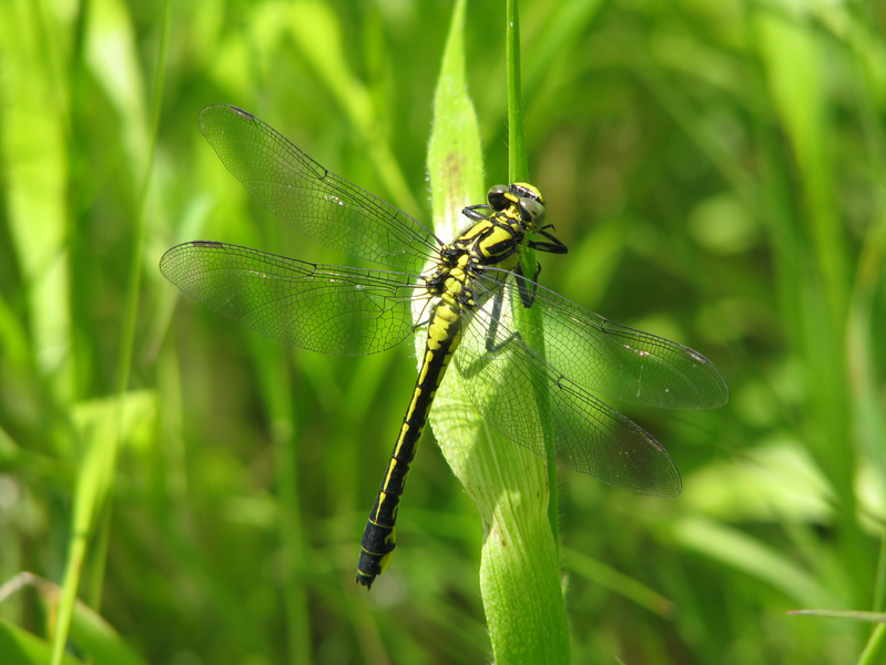 Vítězství zelené - Dragonfly