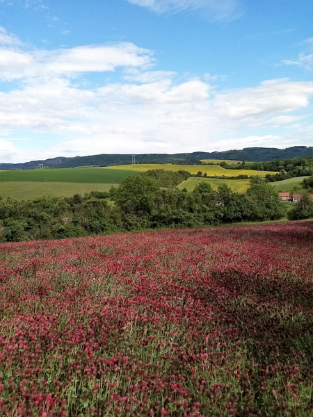 Nachový krasavec