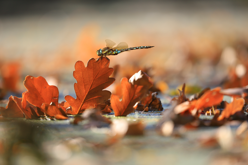Šídlo pestré v barvách podzimu