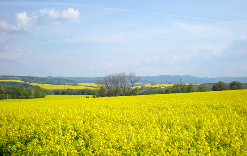 Současná krajina