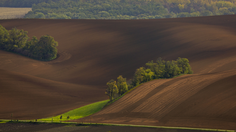 Šardický remízek