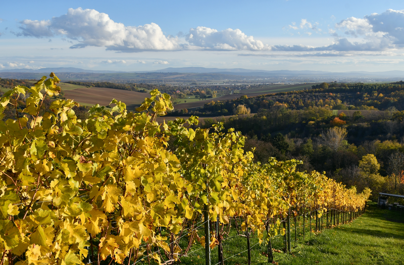 Vinohrady v Paňhaji.