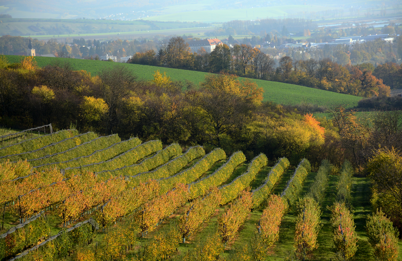 Napajedla, Dubová