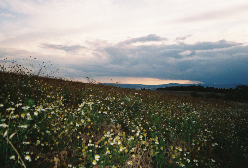 Heřmánek nebo Rmen