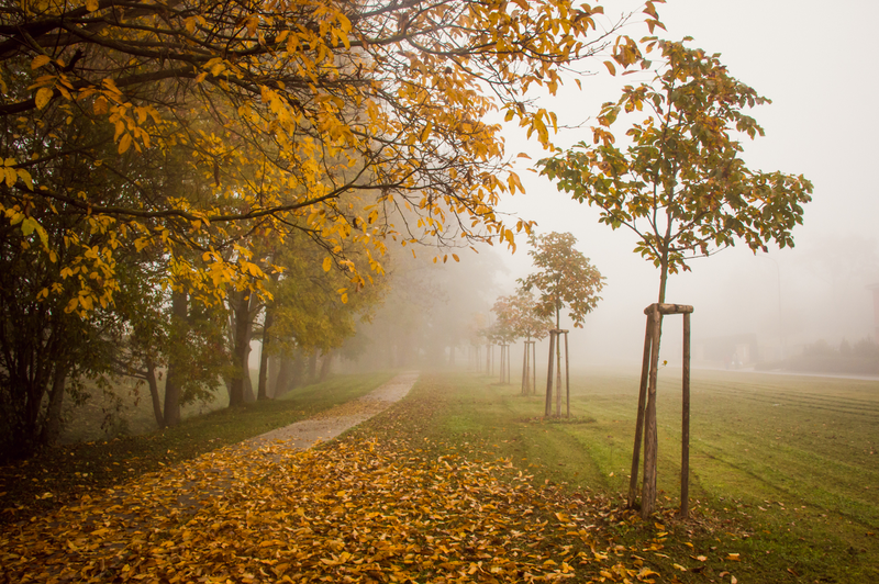 Mlhavé podzimní ráno