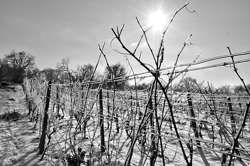 Žerotínské vinohrady sevřené v ledové krustě