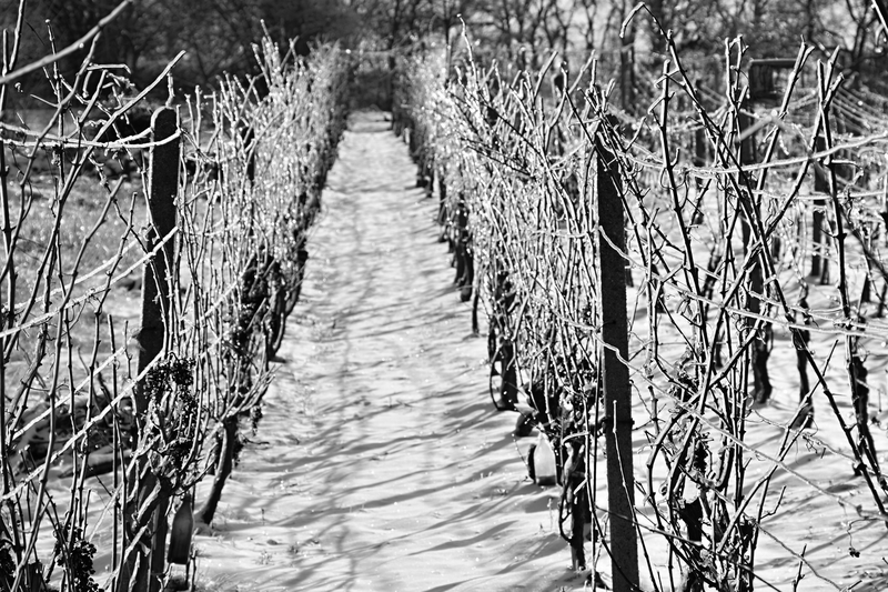 Žerotínské vinohrady sevřené v ledové krustě. č.4