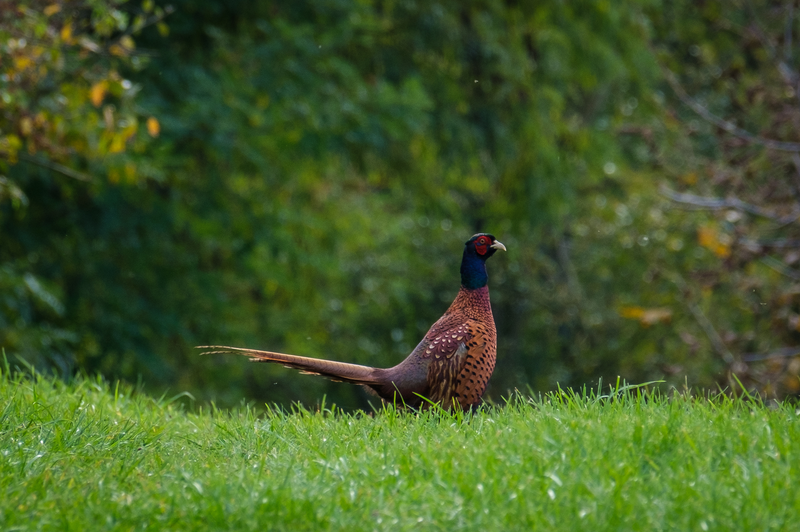 Podzim v okolí Popovic 7