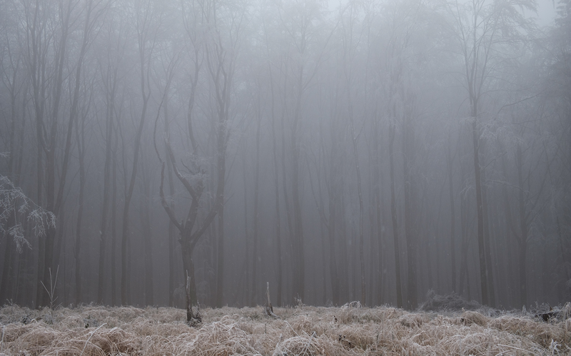 The Mist