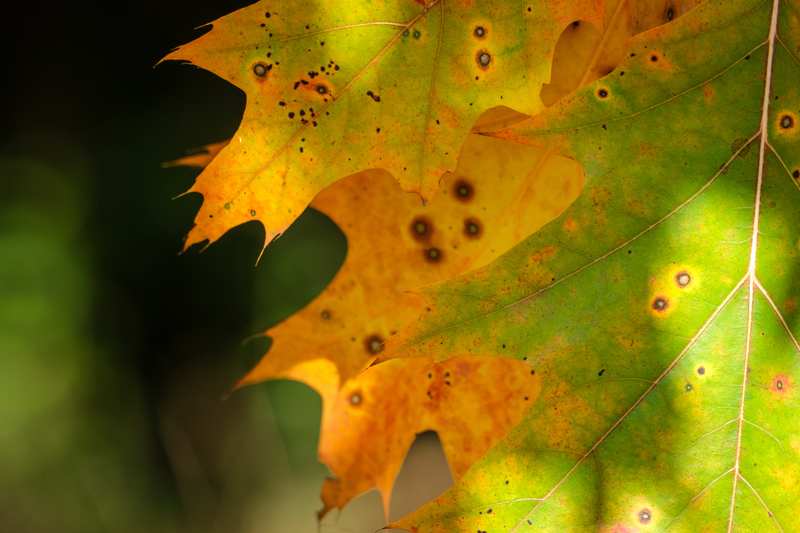 Podzim v okolí Popovic 2