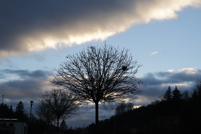 Kouzelný Strom
