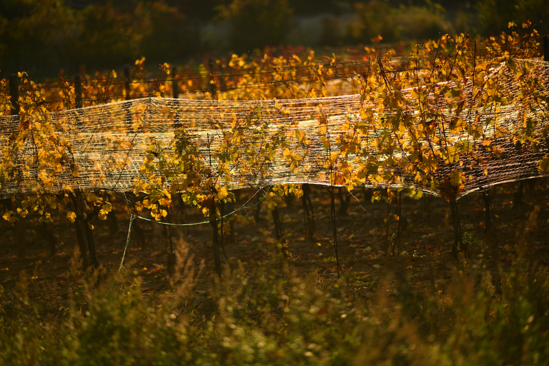 Podzim na vinohradě 1