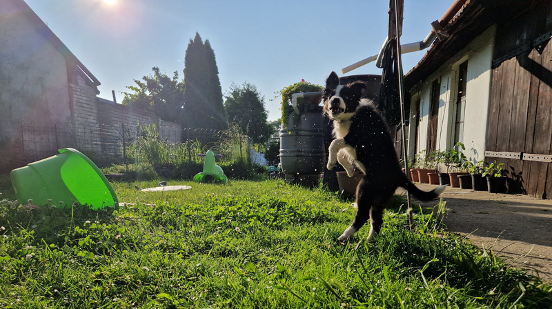 Lykantropie aneb voda, která humanizuje psy