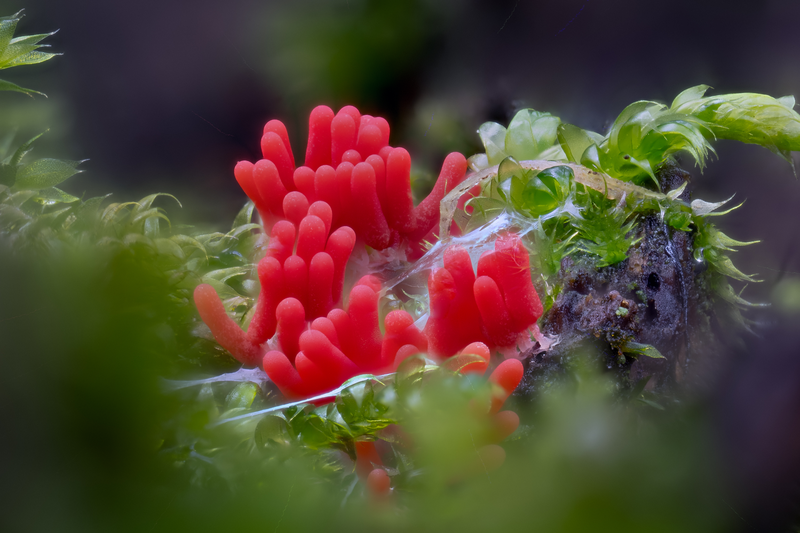 Pozoruhodný svět hub focený makroobjektivem