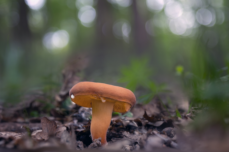 ryzec syrovinka