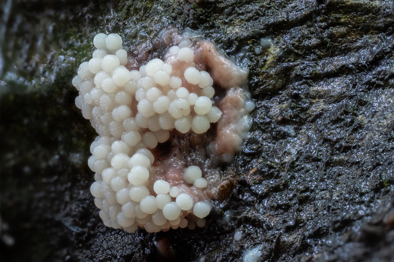 Pozoruhodný svět hub focený makroobjektivem