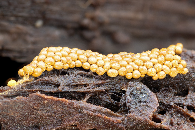 Pozoruhodný svět hub focený makroobjektivem
