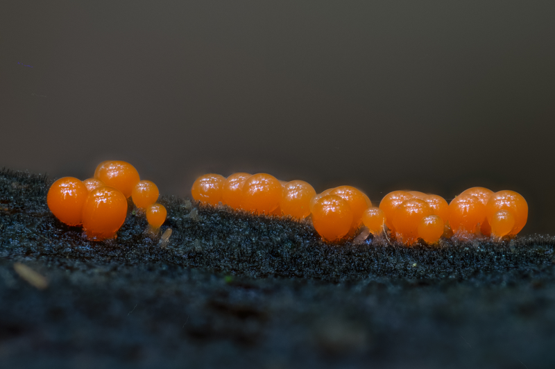 Pozoruhodný svět hub focený makroobjektivem