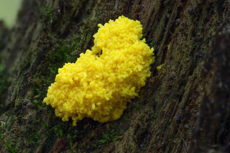 Pozoruhodný svět hub focený makroobjektivem