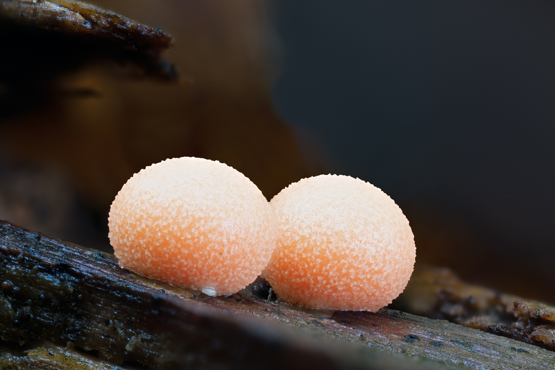 Pozoruhodný svět hub focený makroobjektivem