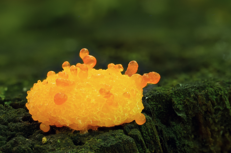 Pozoruhodný svět hub focený makroobjektivem