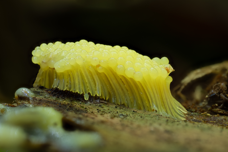 Pozoruhodný svět hub focený makroobjektivem