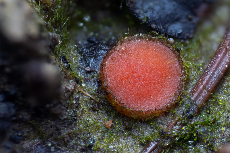 Pozoruhodný svět hub focený makroobjektivem