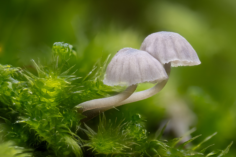 Pozoruhodný svět hub focený makroobjektivem