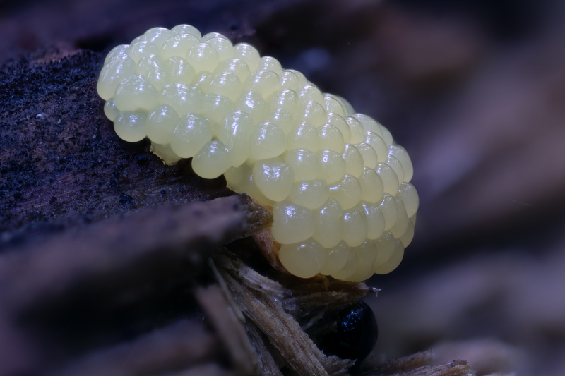 Pozoruhodný svět hub focený makroobjektivem