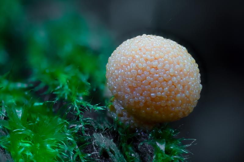 Pozoruhodný svět hub focený makroobjektivem