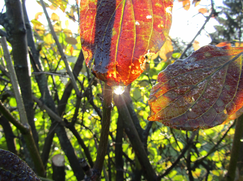 kapka rosy v barevném podzimu