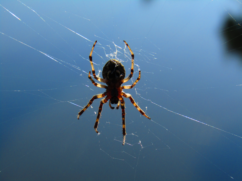 číhající pavouk nad řekou Moravou