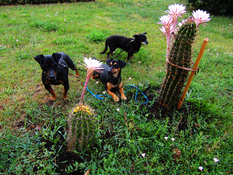 psi rodinka u rozkvétlých kaktusů