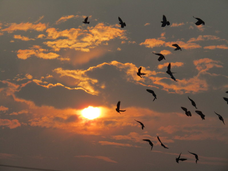 holubí přelet nad Hradištěm za svítání