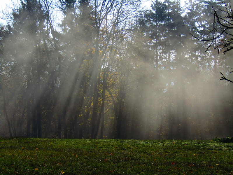 mlhavé ráno na Hříběcí louce nad Zikmundovem