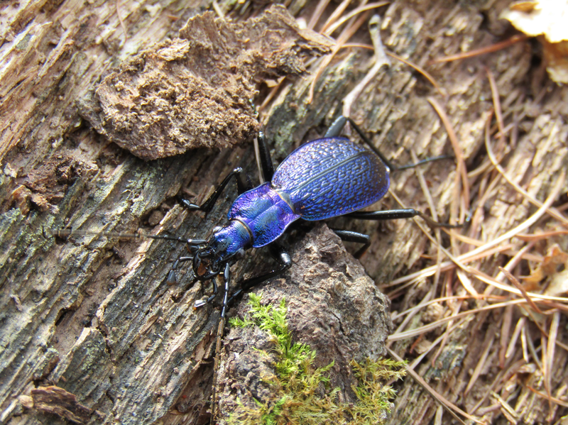 Modrý střevlík vrásčitý