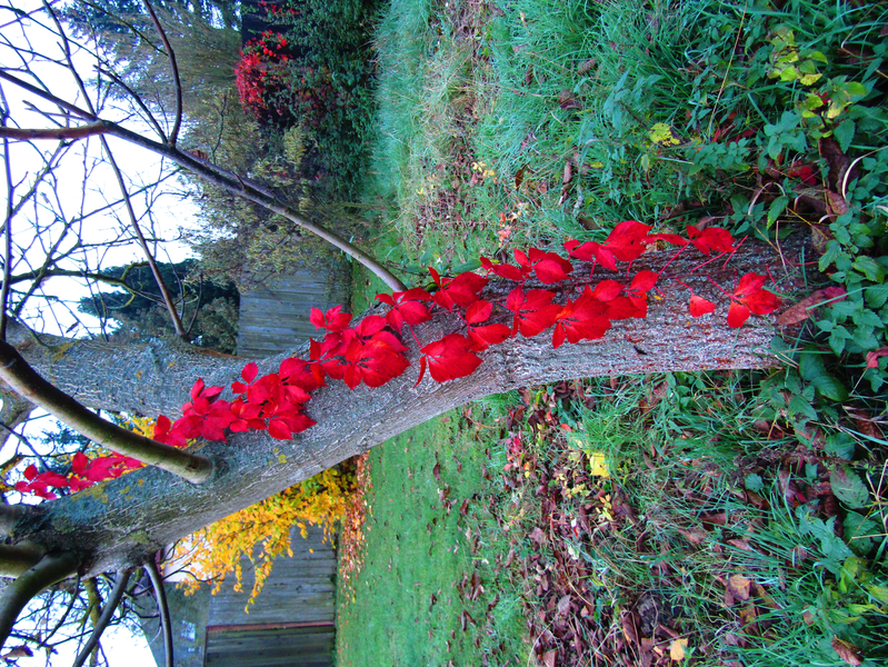 Psí víno na kmenu ořešáku