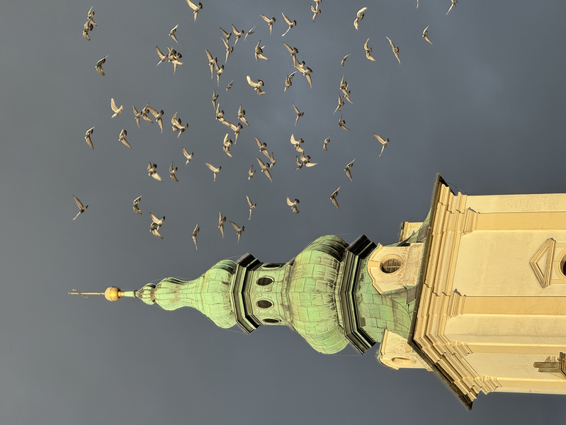 Pod stříbrnými křídly. Krása okamžiku v zastaveném čase