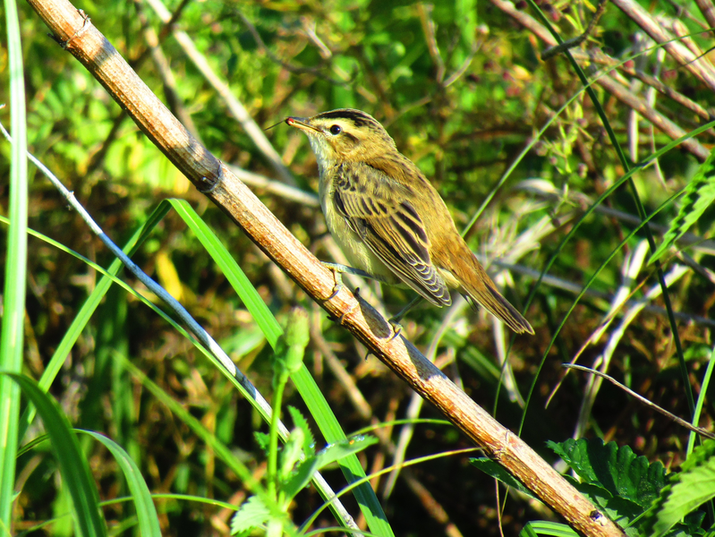 Rákosník proužkovaný